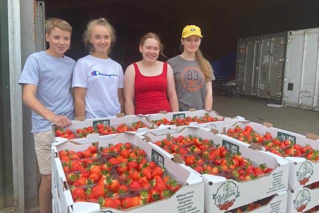 Students Archie Pridgeon, Alice Pridgeon, Olivia Marriott and Hannah Freeman have been picking fruit at Willows Farm in Chapel St Leonards and Hogsthorpe..