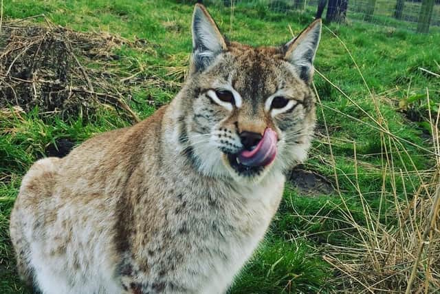 The Ark Wildlife Park and Exotic Animal Sanctuary is set to re-open.