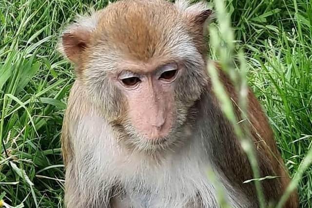 Another one of the Ark's residents.