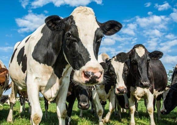 A close up of a herd of cows with a blue sky background