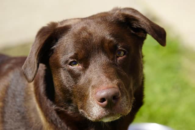 Dexter is looking for his forever home.