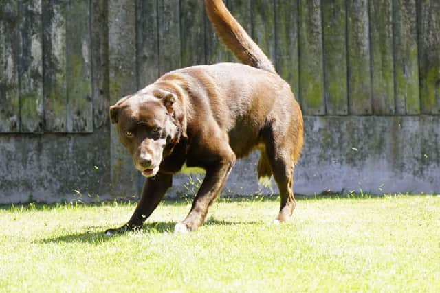 Dexter loves playing with a ball - but isn't so keen to give it up.