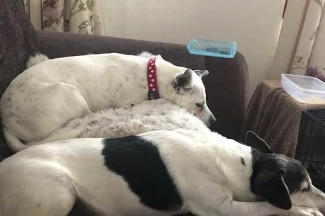 Adopted dog curled up with her new 'brother', Sam.