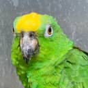 Chico the singing parrot at Lincolnshire Wildlife Park.