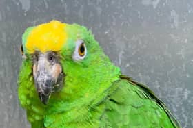 Chico the singing parrot at Lincolnshire Wildlife Park.