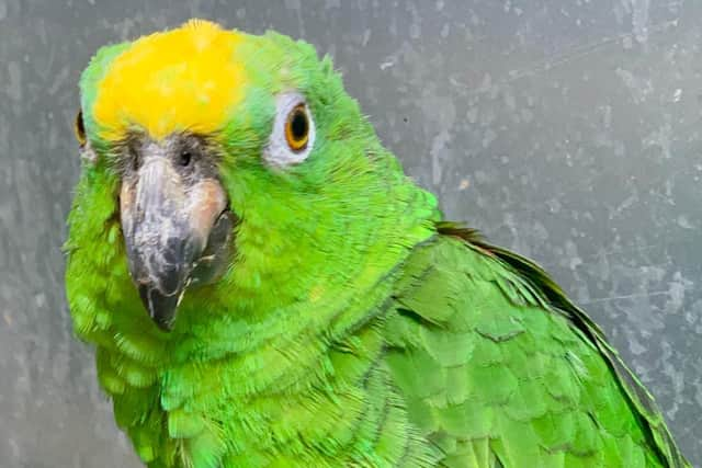 Chico the singing parrot at Lincolnshire Wildlife Park.