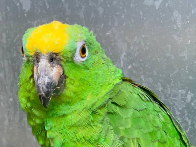 Chico the singing parrot at Lincolnshire Wildlife Park.