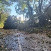 Tree blocking A158 near Sausthorpe Church.