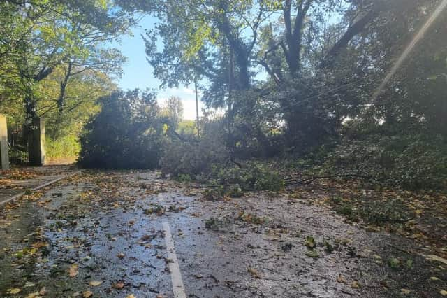 Tree blocking A158 near Sausthorpe Church.