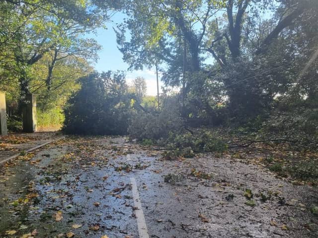 Tree blocking A158 near Sausthorpe Church.