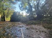 Tree blocking A158 near Sausthorpe Church.