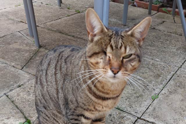 Luna went missing from Swineshead on October 21.