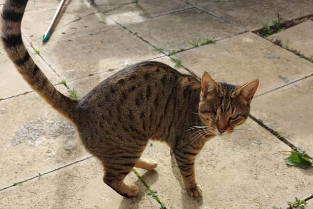 The three-year old cat is quite distinctive because of her missing eye and bengal spots.
