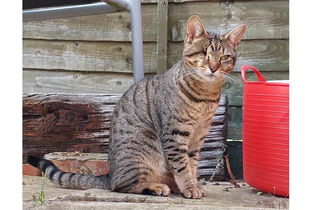 Have you seen local celebrity cat Luna?