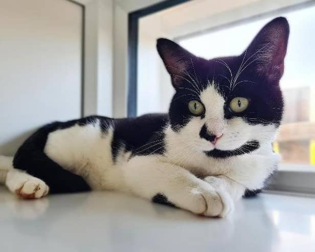 What you should do if you find a stray, feral or lost cat
