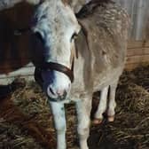 JJ's Woodhall Spa have created a Christmas grotto - with Charlie the donkey. EMN-211123-161712001