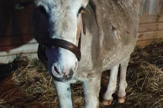 JJ's Woodhall Spa have created a Christmas grotto - with Charlie the donkey. EMN-211123-161712001