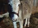JJ's Woodhall Spa have created a Christmas grotto - with Charlie the donkey. EMN-211123-161712001