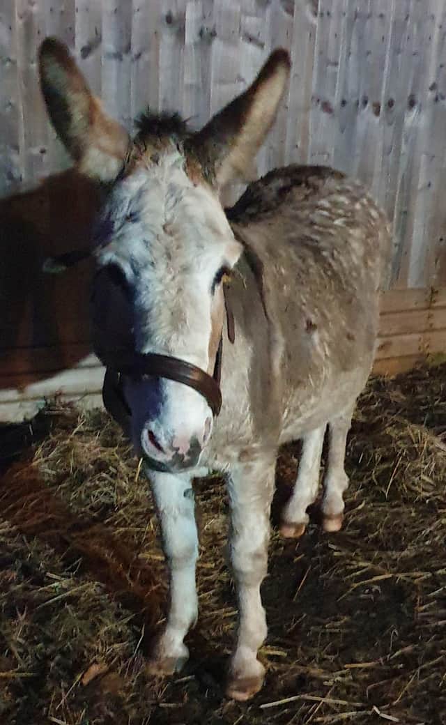 JJ's Woodhall Spa have created a Christmas grotto - with Charlie the donkey. EMN-211123-161712001