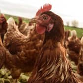 Cases of bird flu confirmed around Alford.