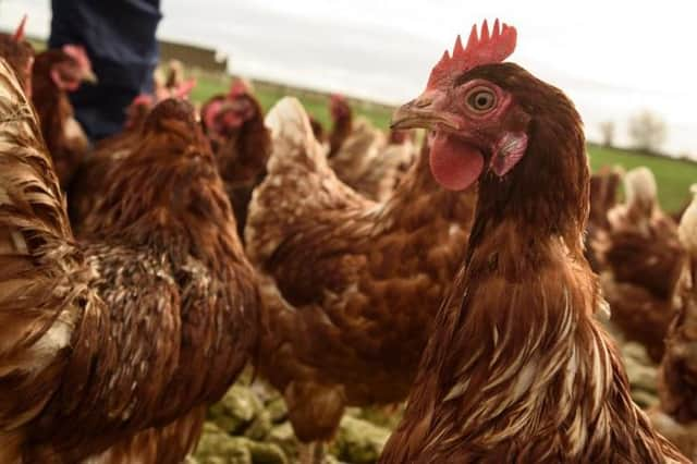 Cases of bird flu confirmed around Alford.