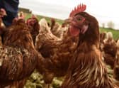 Cases of bird flu confirmed around Alford.