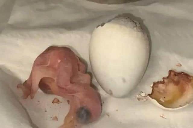 Millions tuned in to watch a baby parrot born at Lincolnshire Wildlife Park.