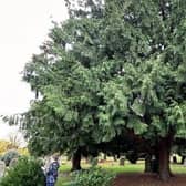 An example of why Sleaford Cemetery has been accredited as an arboretum. EMN-211223-144502001