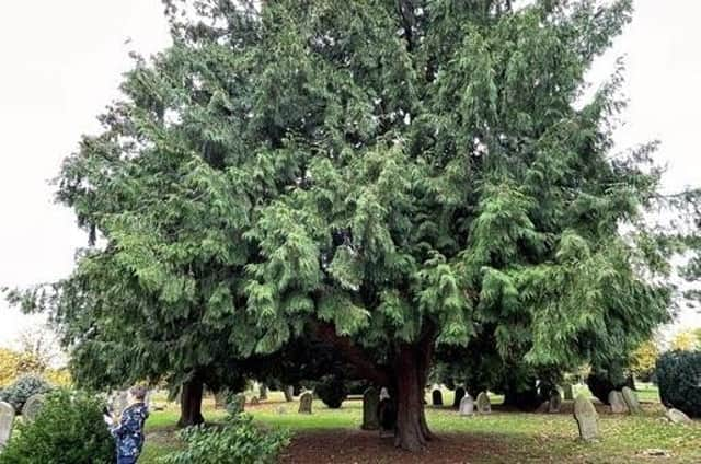 An example of why Sleaford Cemetery has been accredited as an arboretum. EMN-211223-144502001