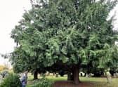 An example of why Sleaford Cemetery has been accredited as an arboretum. EMN-211223-144502001