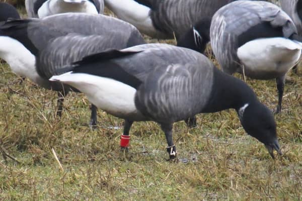 The distinctive sound of the Brent Goose adds to the winter saltmarsh atmosphere.