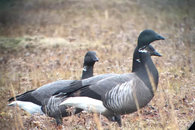 The Brent Goose.