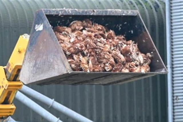 The H5N1 virus is highly contagious and can destroy poultry flocks.