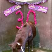 Ebony the mule is Bransby Horses oldest resident, having celebrated her 30th birthday this month. EMN-221101-154932001