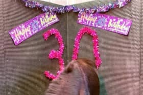 Ebony the mule is Bransby Horses oldest resident, having celebrated her 30th birthday this month. EMN-221101-154932001