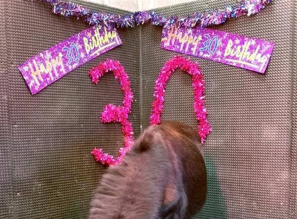 Ebony the mule is Bransby Horses oldest resident, having celebrated her 30th birthday this month. EMN-221101-154932001