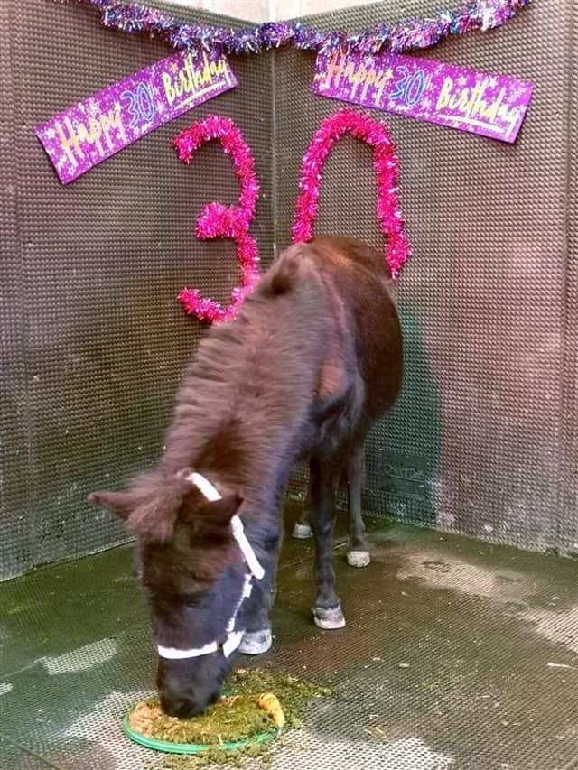 Ebony the mule is Bransby Horses oldest resident, having celebrated her 30th birthday this month. EMN-221101-154932001