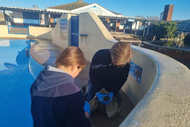 Daisy and Matt Yeadon, directors at Skegness Natureland, treating an injured seal pup in the rearing pool.