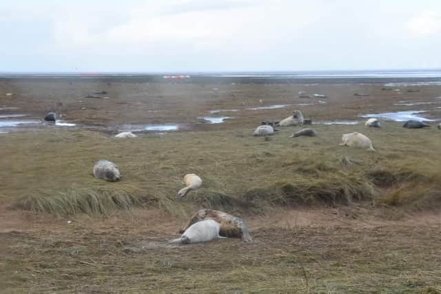 Seal pups are a big attraction every year at Donna Nook however some will need the care of rescue centres along the coast before the season is over. Picture Barry Robinson.