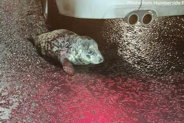 Oreo was discovered by police  in Grimsby Town Centre and taken to Mablethorpe Seal Sanctuary.