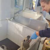 Jade Brown, seal rescue keeper at Skegness Natureland, gives a pup in the hospital a sprat.