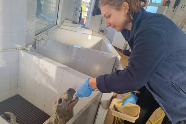 Jade Brown, seal rescue keeper at Skegness Natureland, gives a pup in the hospital a sprat.