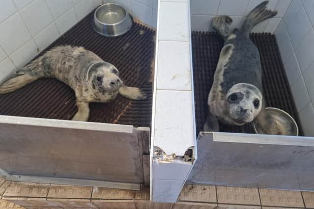 Grey seal pups in the hospital at Skegness Natureland.