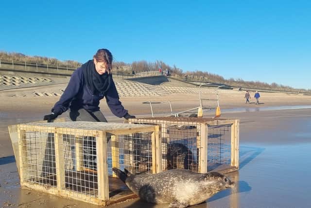 Freedom - a seal gets the smell of the sea in Skegness.