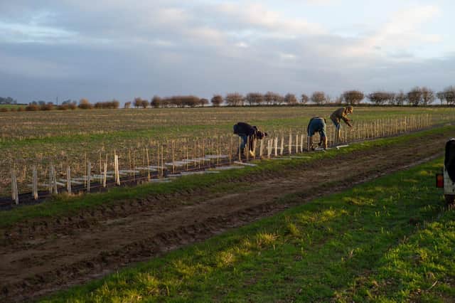 People here have been laying hedges since the bronze age, but hedges couldn’t be more important for the countryside.