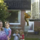 Big Garden Birdwatch returns this Friday.