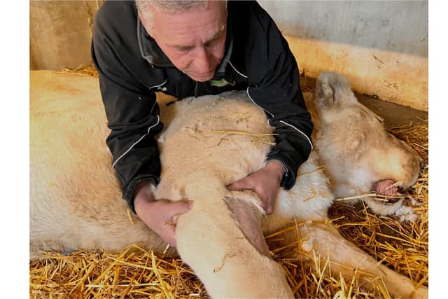 The 300kg lion was sedated so the operation and health check could be carried out. Images supplied.