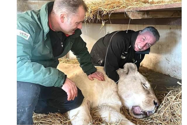 Vet Ian Bates and park owner Steve Nicholls with Pascha the white lion.