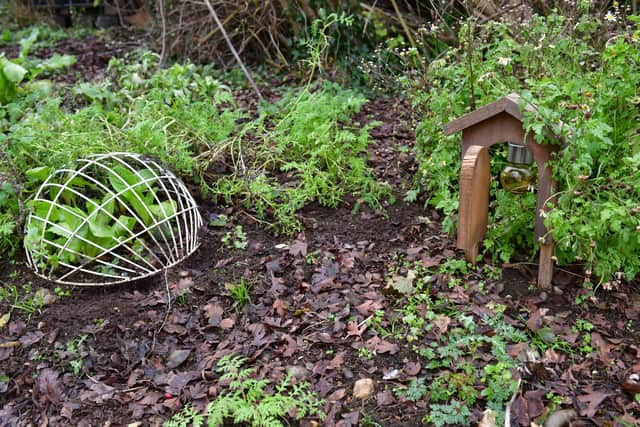 Dunston Community Garden. EMN-220122-172152001