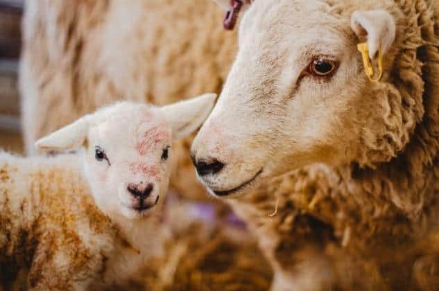 Lambing Live at Rand Farm Park
